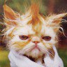 images/avatars/avatar-33.jpg